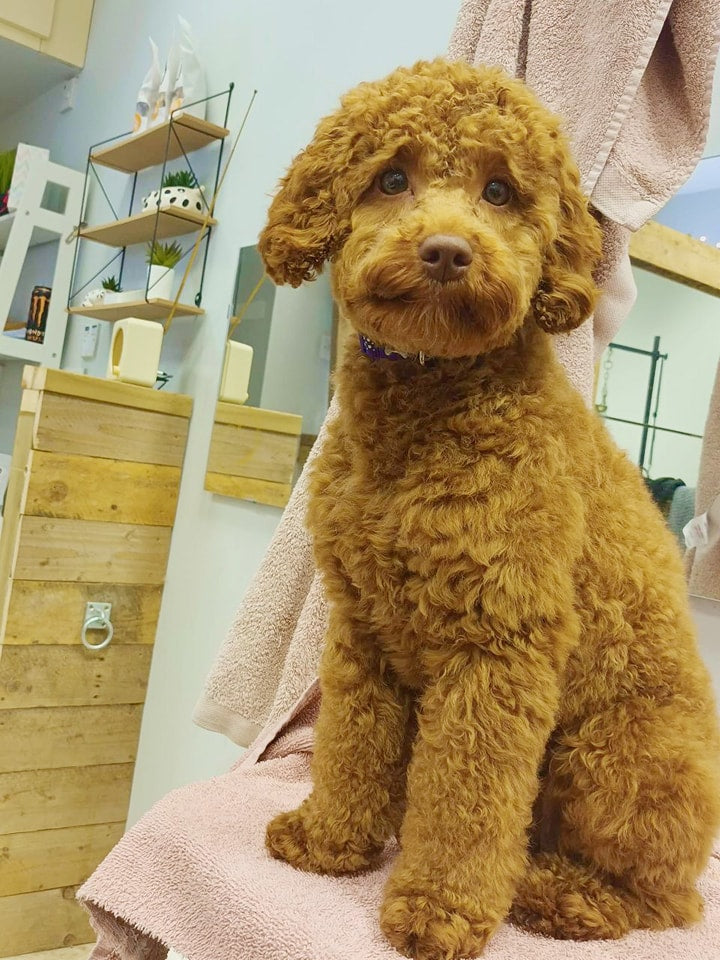 Top Benefits of Regular Dog Grooming for Your Furry Friend