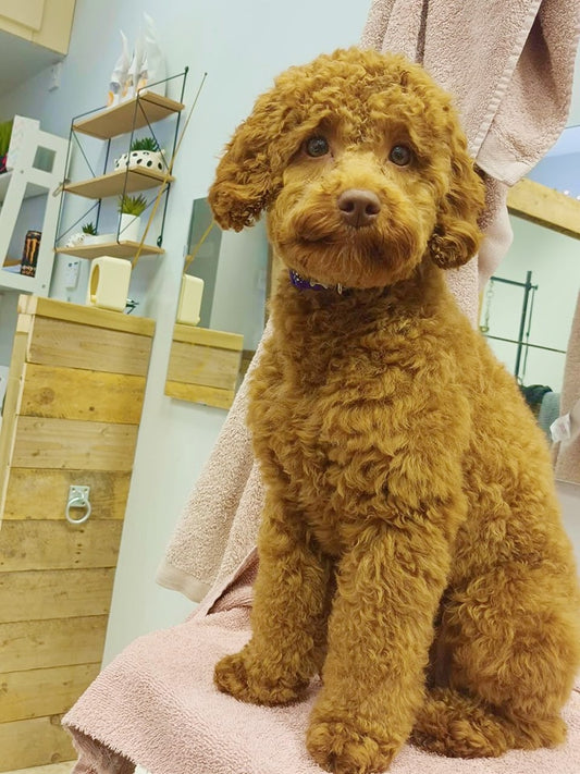 Top Benefits of Regular Dog Grooming for Your Furry Friend